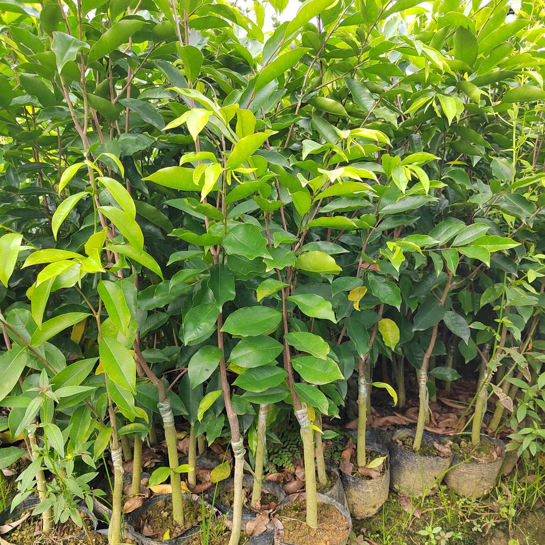 化州市平定汉能沉香种植场
