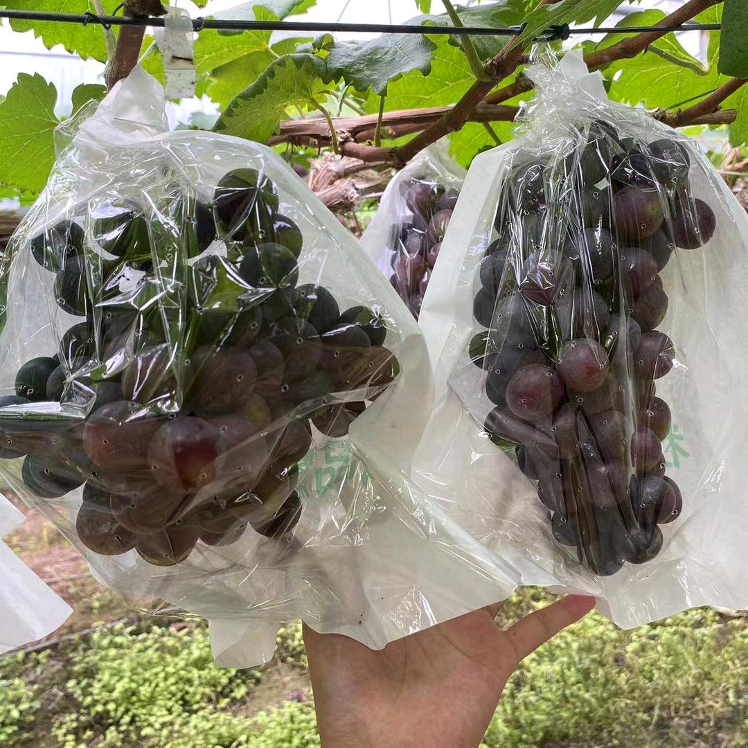 平远大棚西瓜种植基地