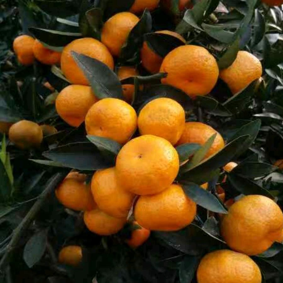 小何