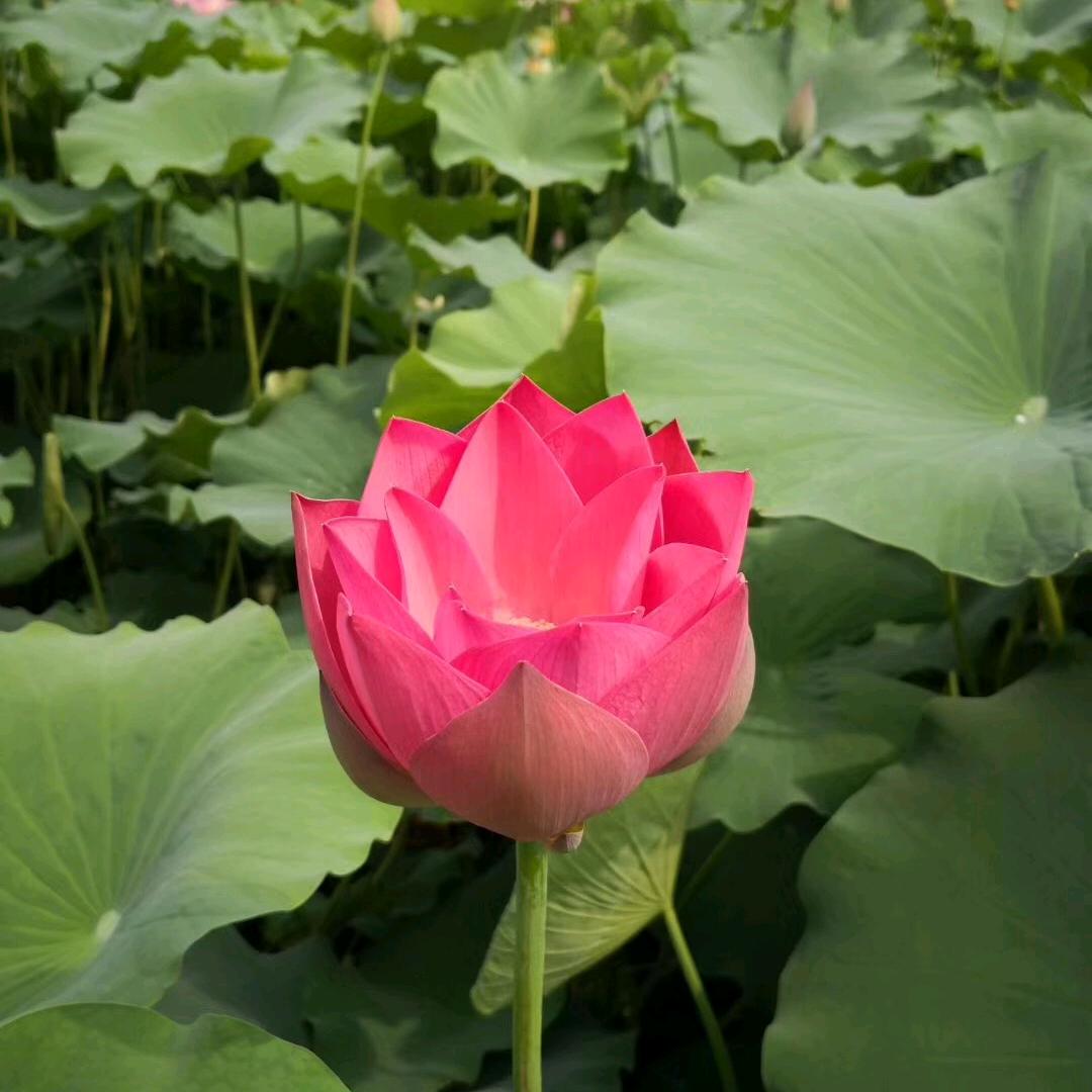 鼠你最完美