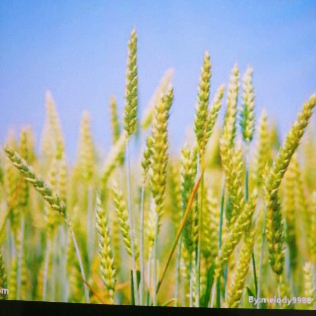 手机用户80338660446