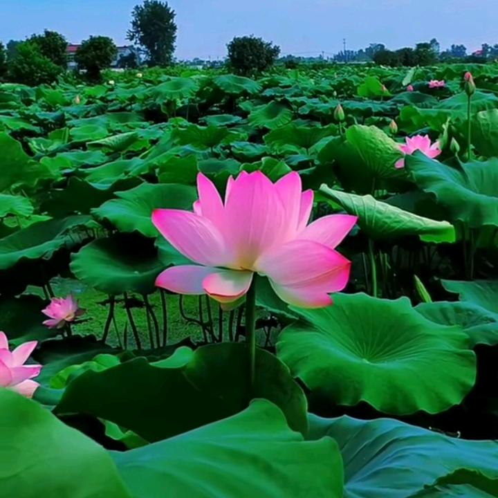 富贵花开