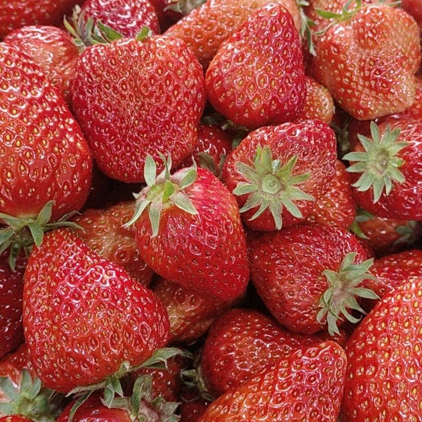 饭团拽个我看看