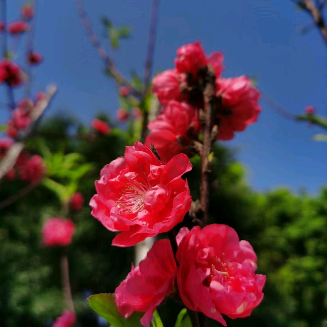 ❤️杏花似锦🌺