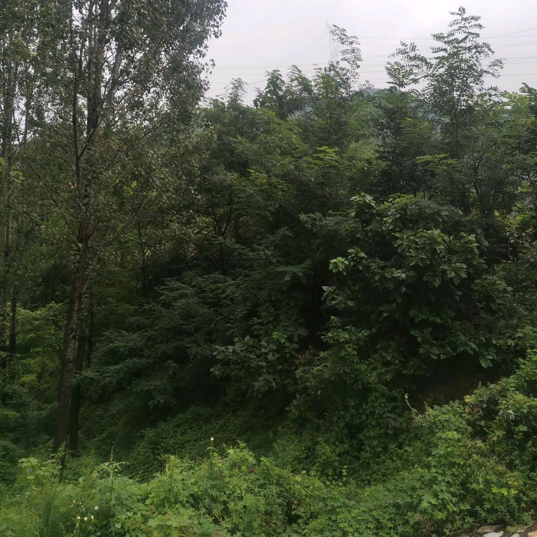 也许以后