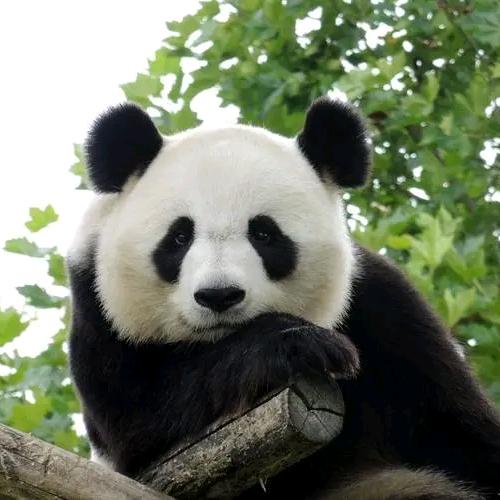 🥀এ᭄易言ꦿ難盡ོ࿐ᩚ