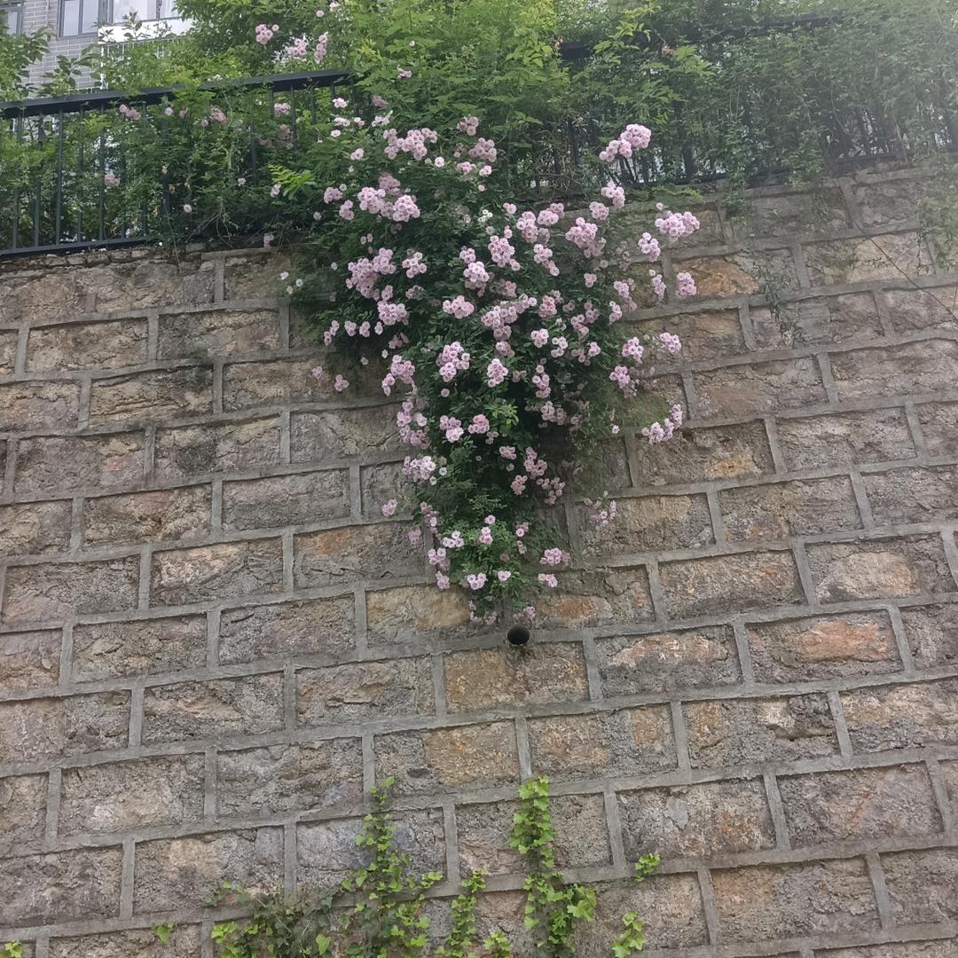 穷得饭都吃不起