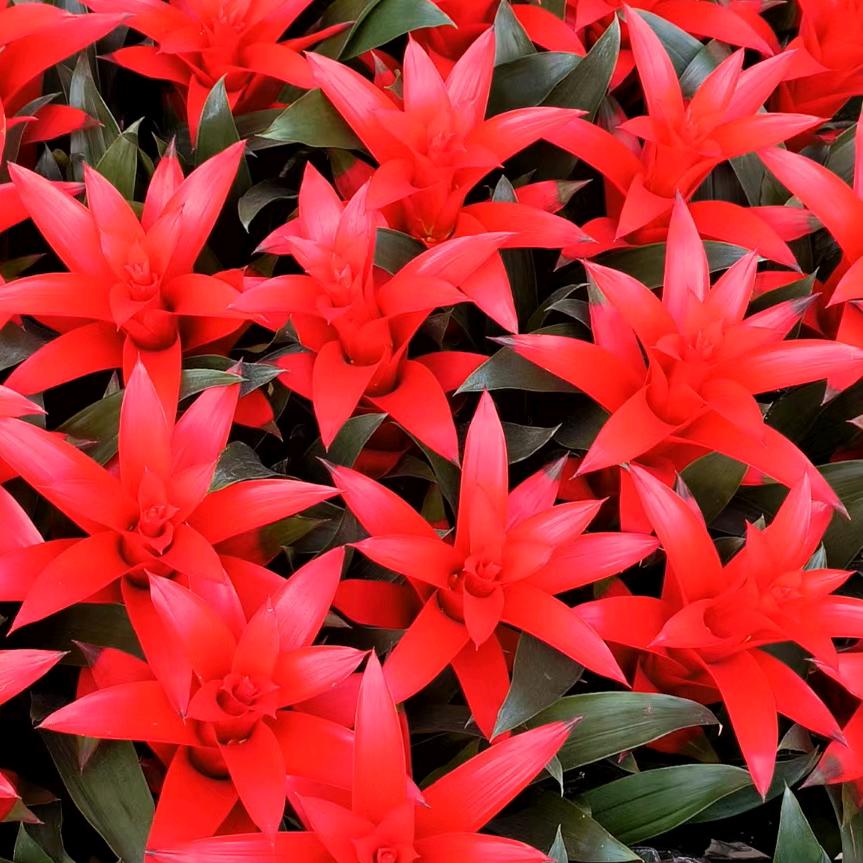 绿之源花木场34号批发花卉