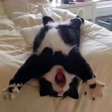 是非草