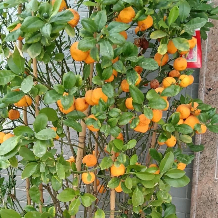 卢玉琴