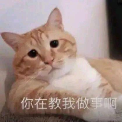 狗蛋小可爱