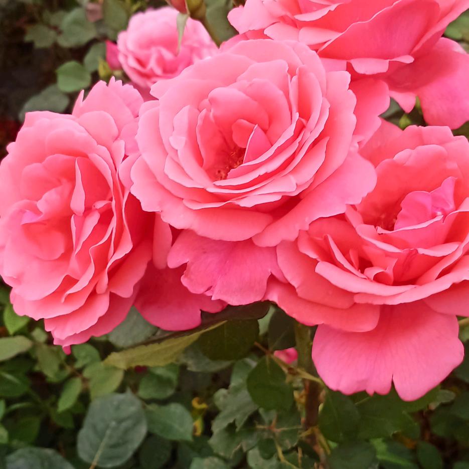 🌻从新🌻开始🌻