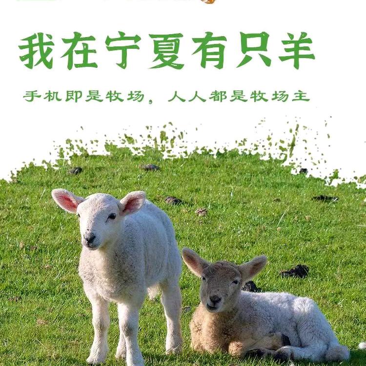 我在宁夏有只羊羊