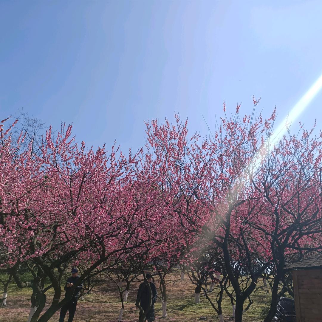 小红帽