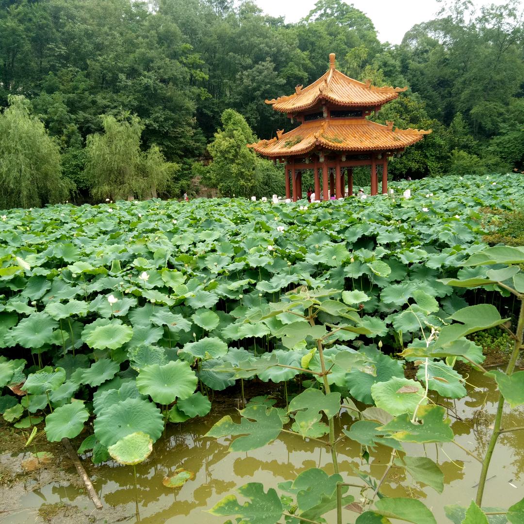 张二哥（农村好物）
