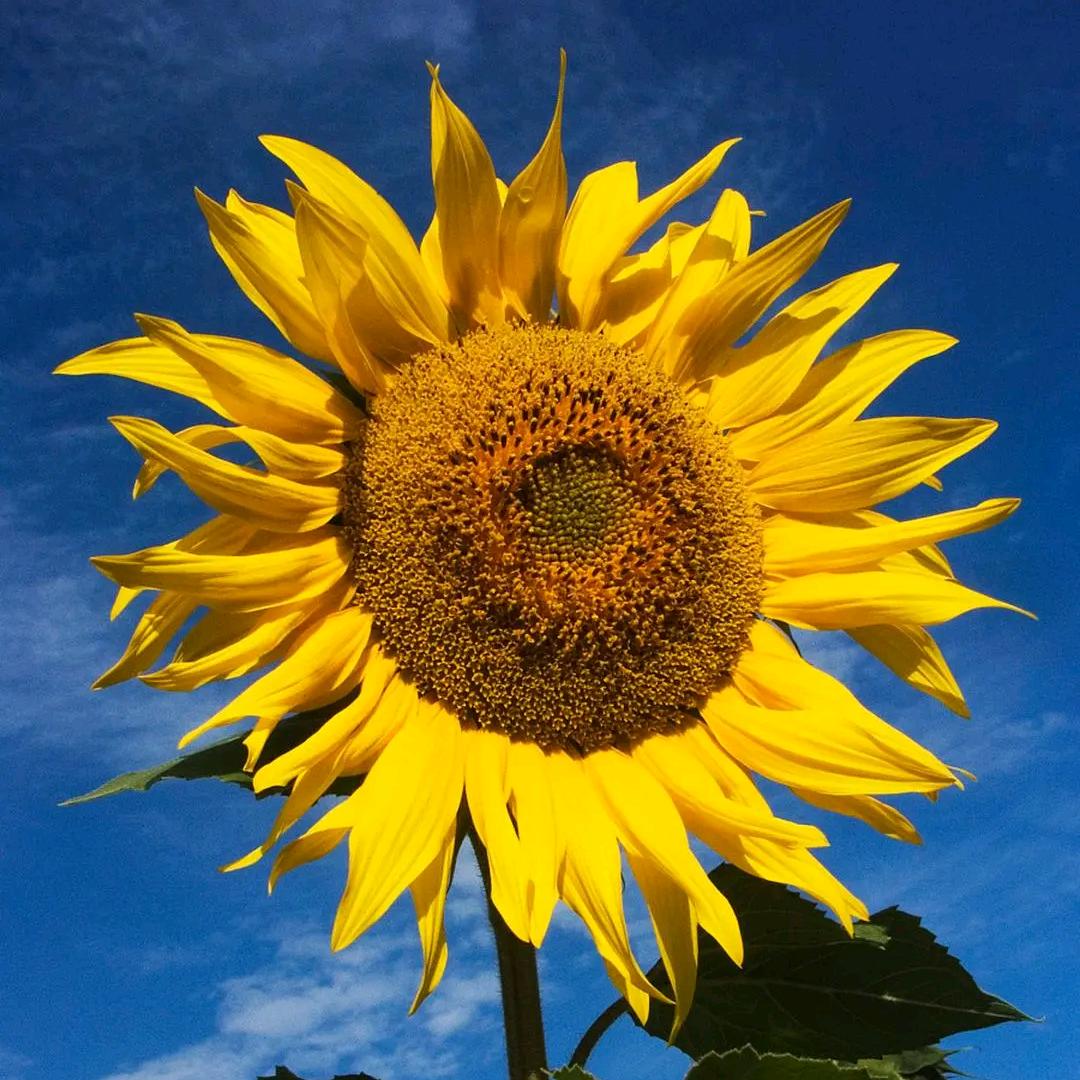 ঞᩚ梨子꧔ꦿ᭄