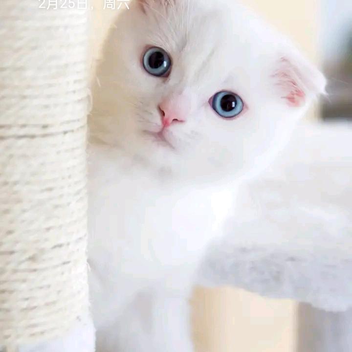 王后余生