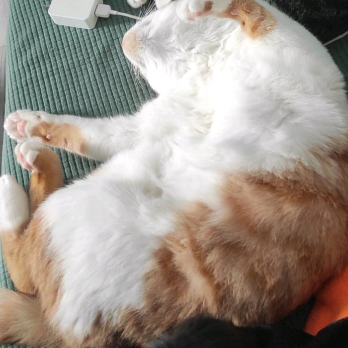 改个名字总行吧