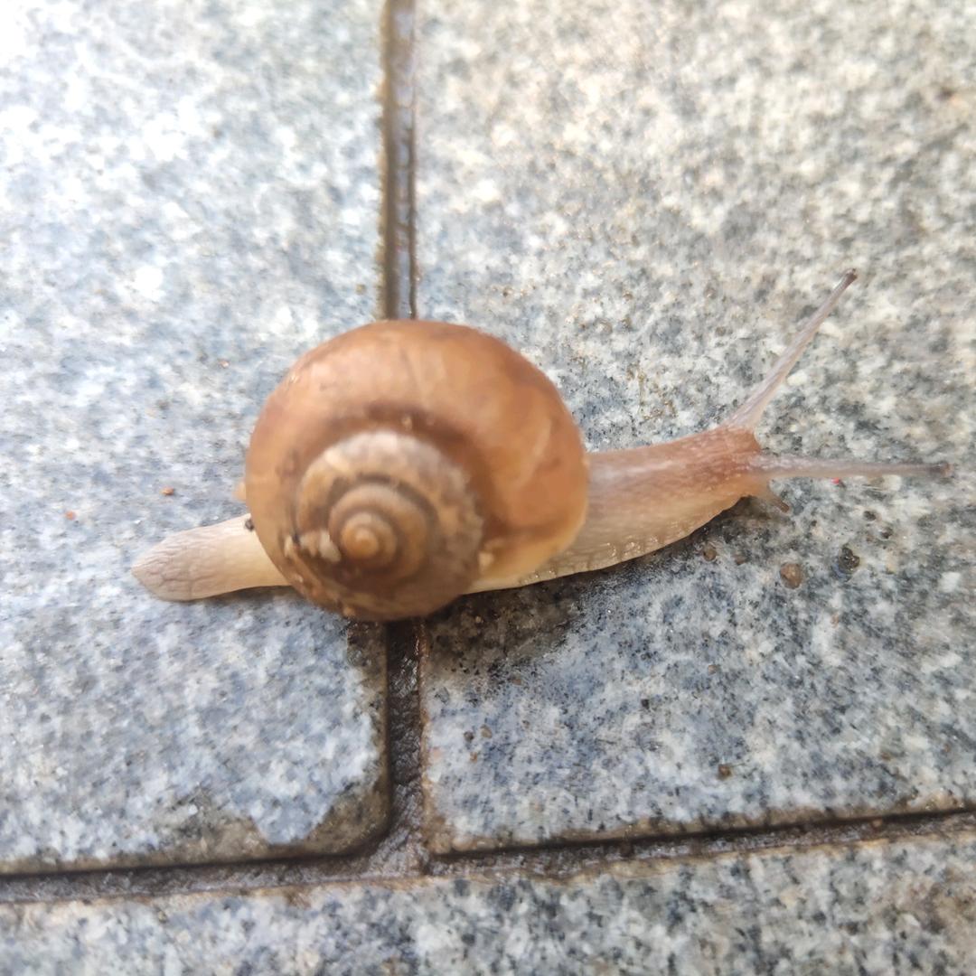 笨疍