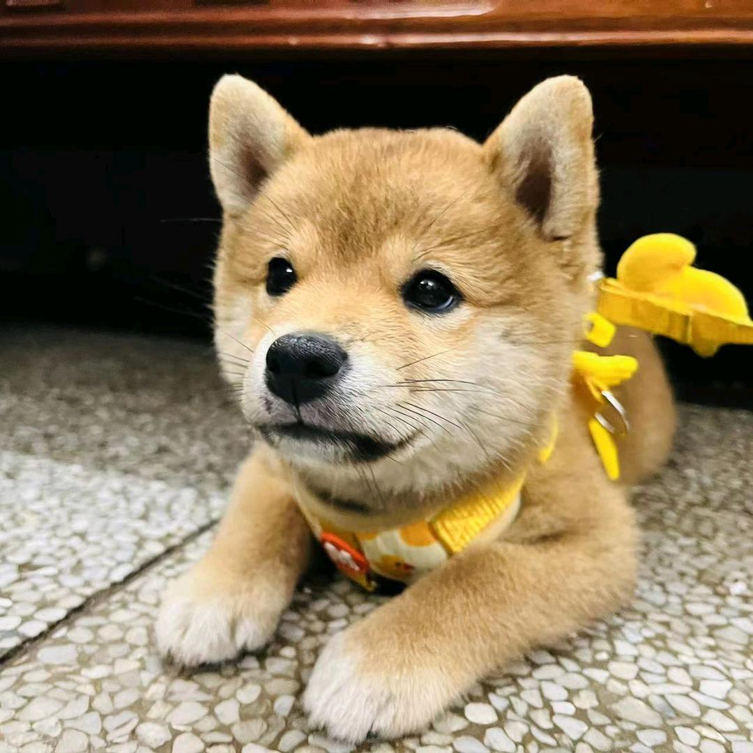 似雪