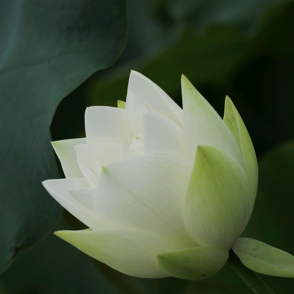 出水芙蓉