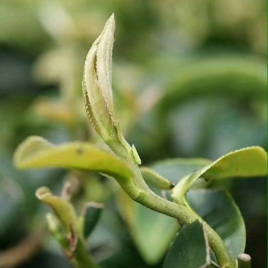 薇薇台湾乌龙茶