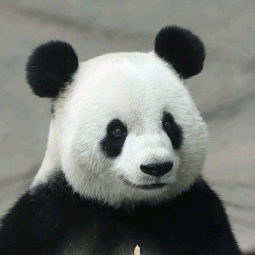 大熊纪录片传奇