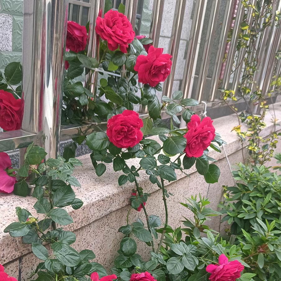 ໑ຼₒ₂₃ღ᭄幸运🍒艳子꧔ꦿ᭄💞໑ຼ