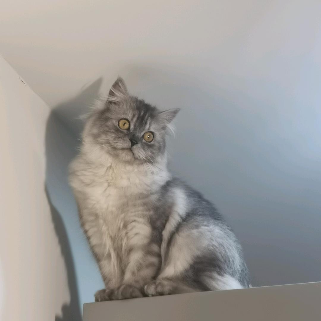 二宝