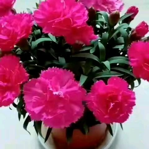 吴世菊