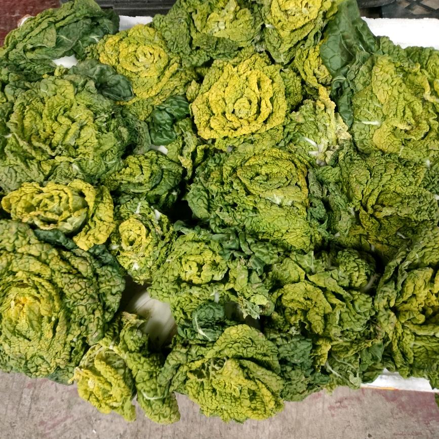蔬菜批发