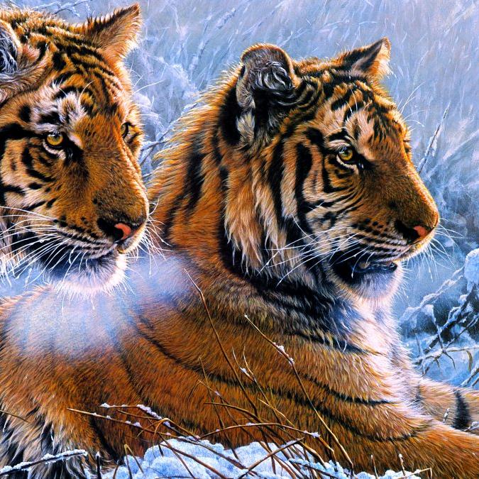 &五多🐅小虎哥🐅