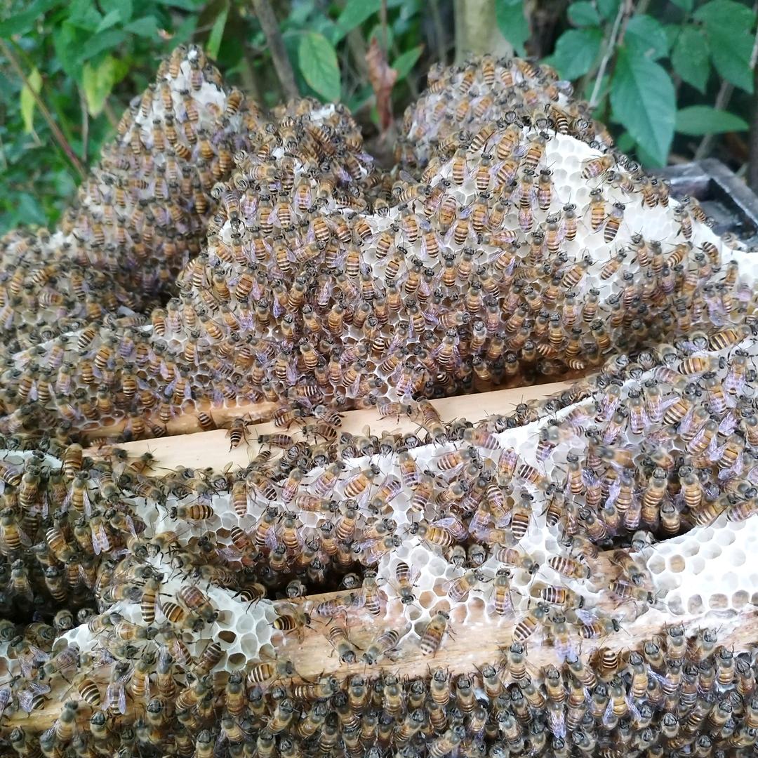 钟老师土蜜蜂