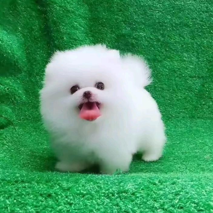 比熊，博美，太迪出售