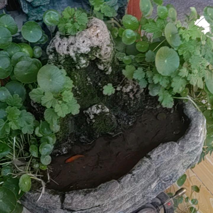 雅士无欲