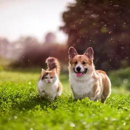 pawtank宠物生活家