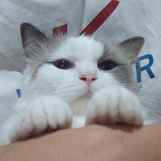 是九筒和啾啾呀