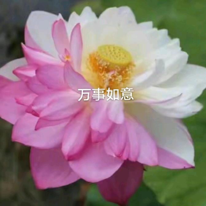 叶雪梅