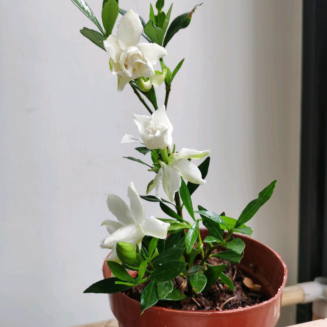 飘雪～🍀☘