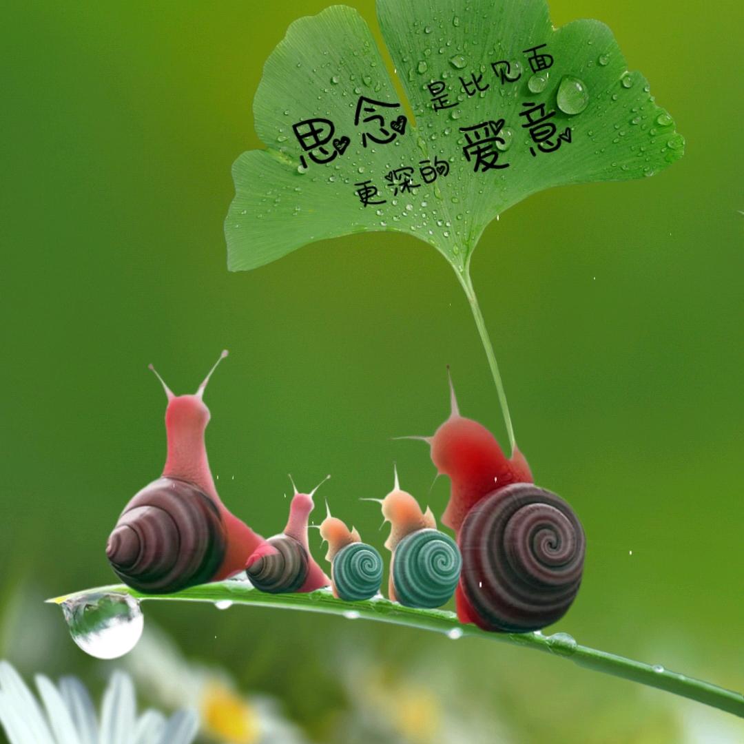 小菜鸡