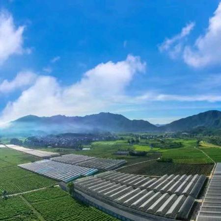 修水县黄溪村红美人示范基地