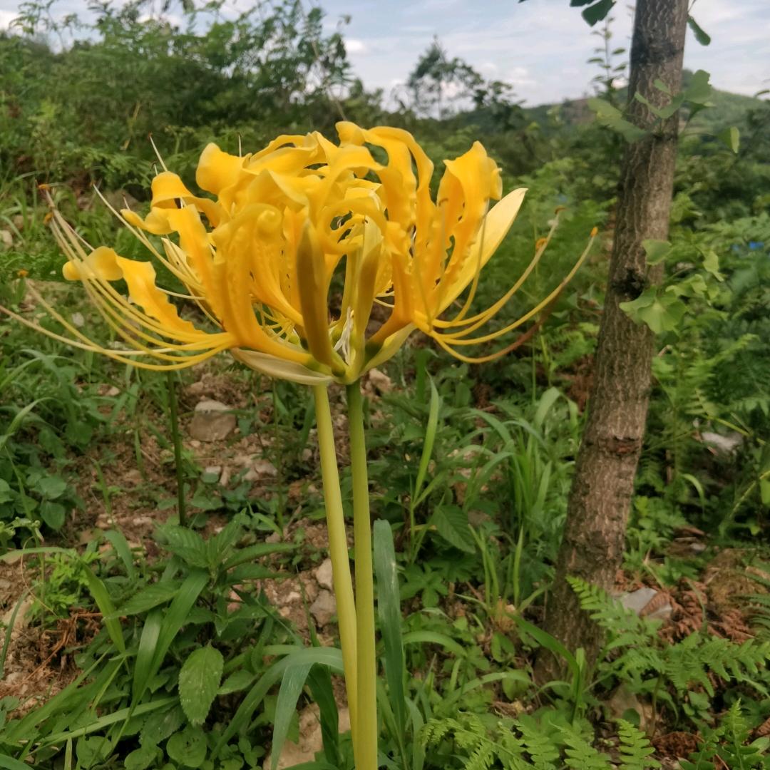 飞跃无人机吊运