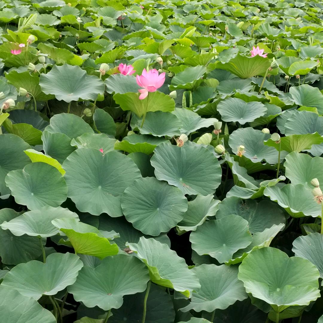 思雨原石奇石馆