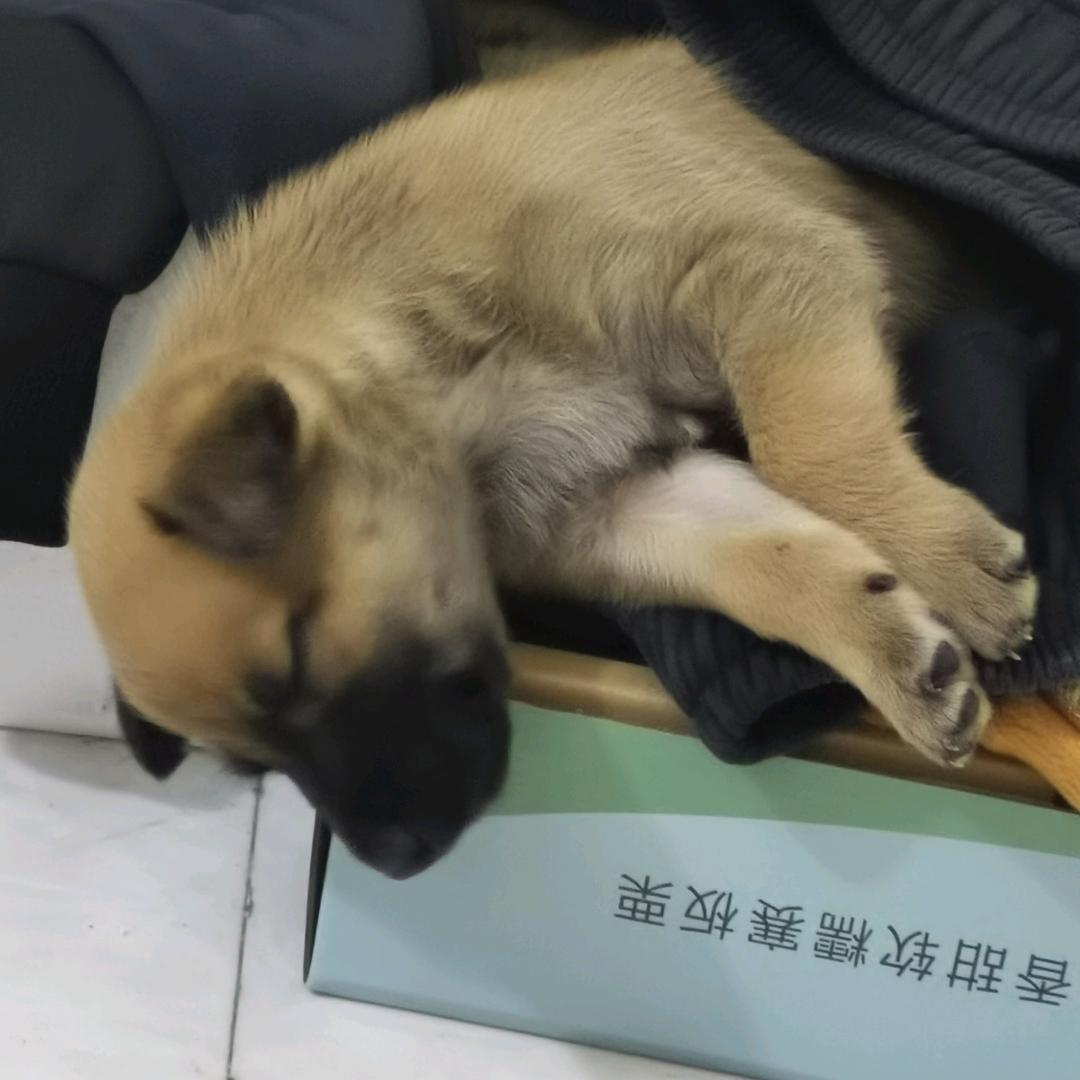十一