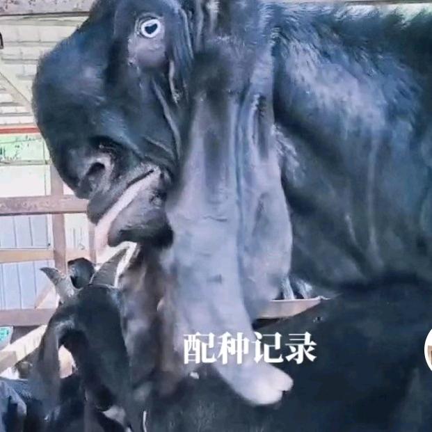 丰都努比亚黑山羊