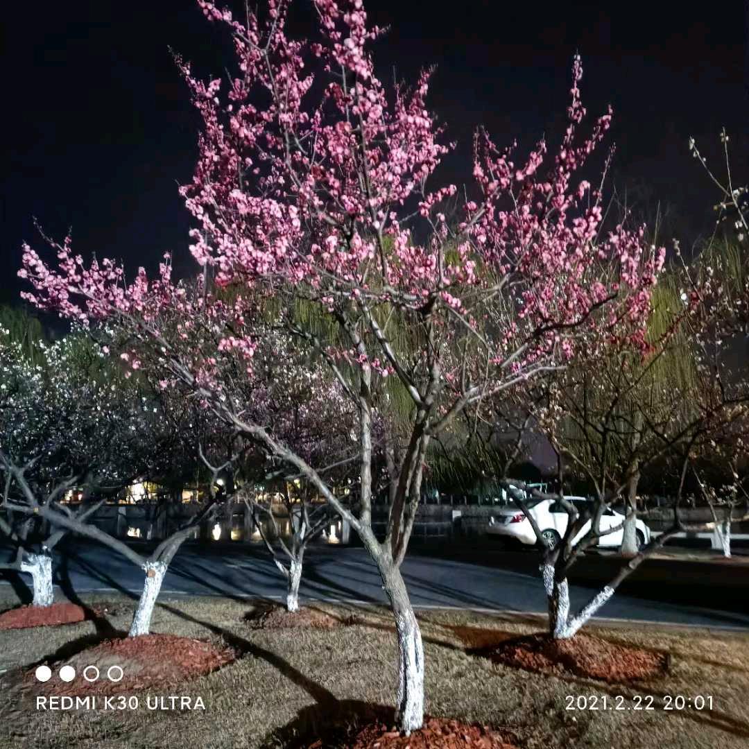 梅花晨露