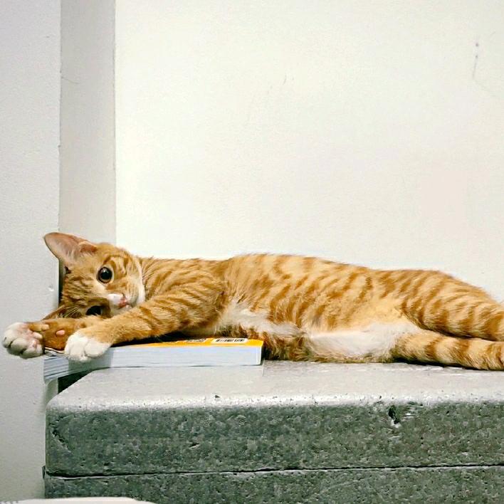 阿派派