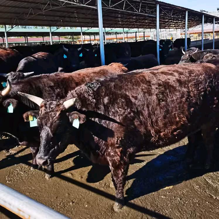 二蛋哥农产品肉店