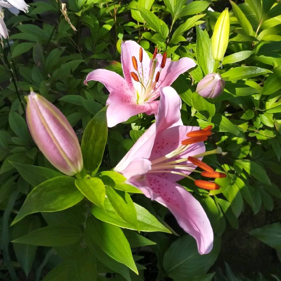 (ღ♡百合花开♡ღ)