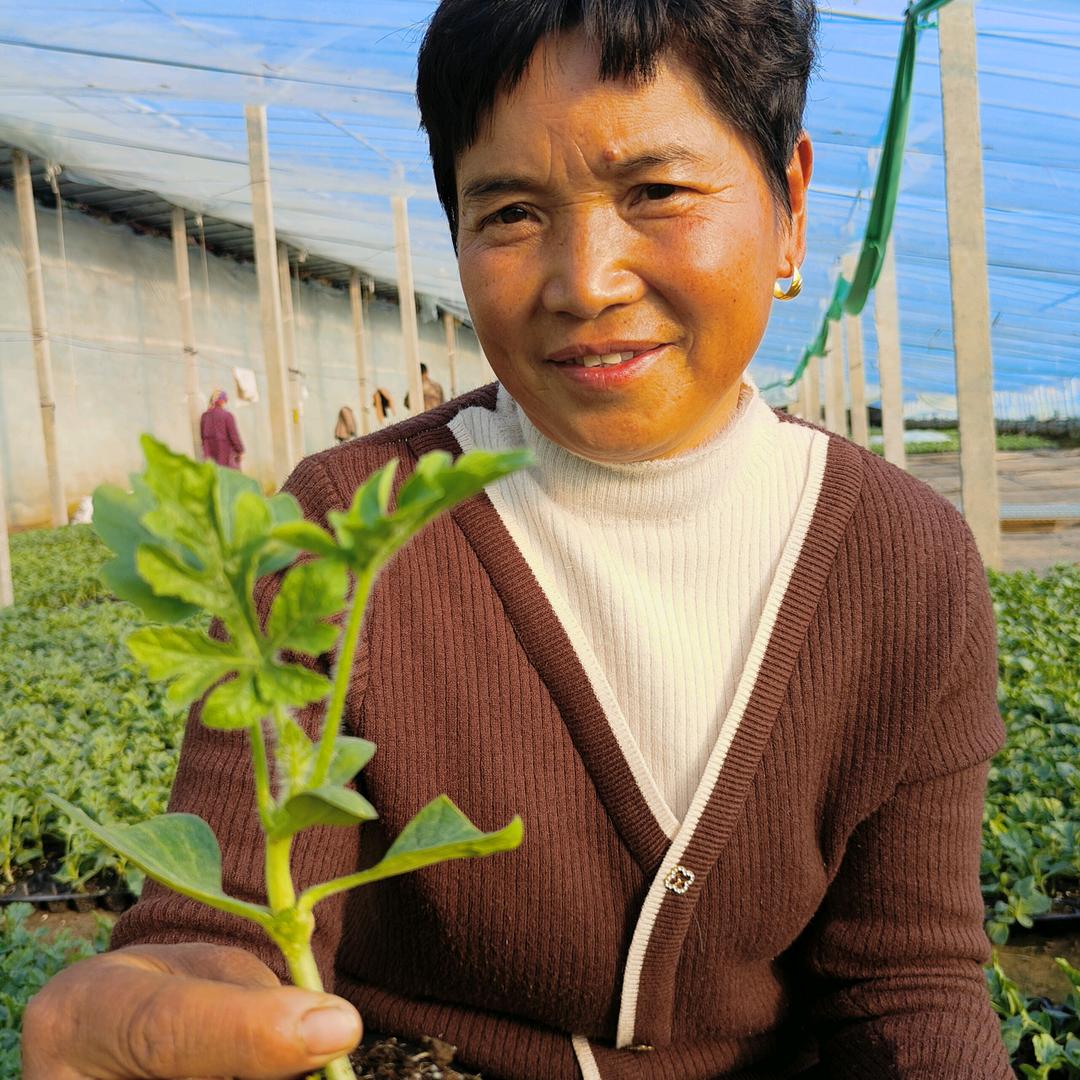大姐育苗工厂